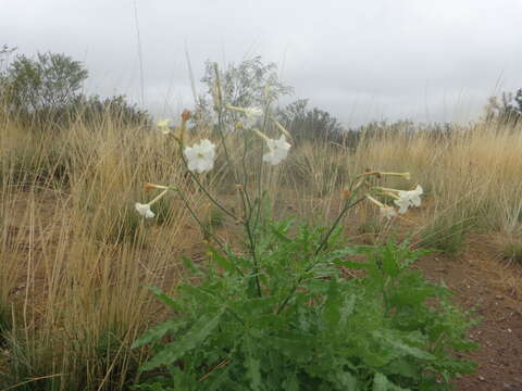 Image of Nicotiana paa R. Martinez-Crovetto