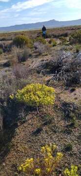 Image of Leucadendron modestum I. Williams