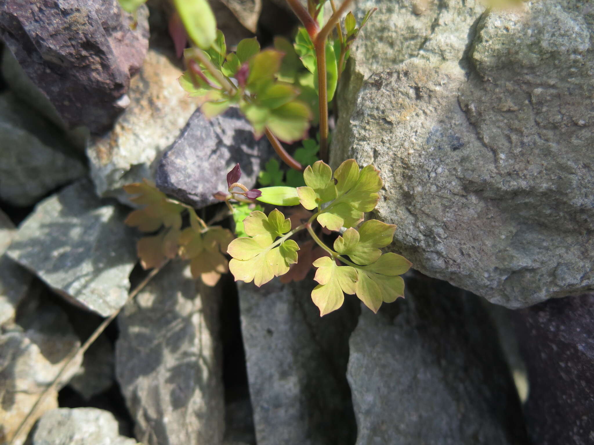 Image of Corydalis ochotensis Turcz.