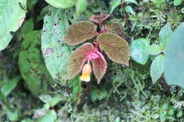 Слика од Begonia lehmannii (Irmsch.) L. B. Sm. & B. G. Schub.