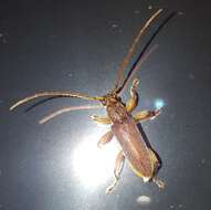 Image of Ceresium long-horned beetle