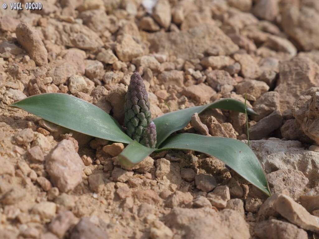 Image of Bellevalia desertorum Eig & Feinbrun