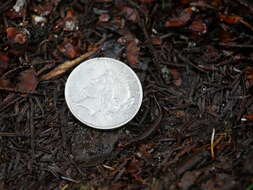 Image of Pygmy Salamander