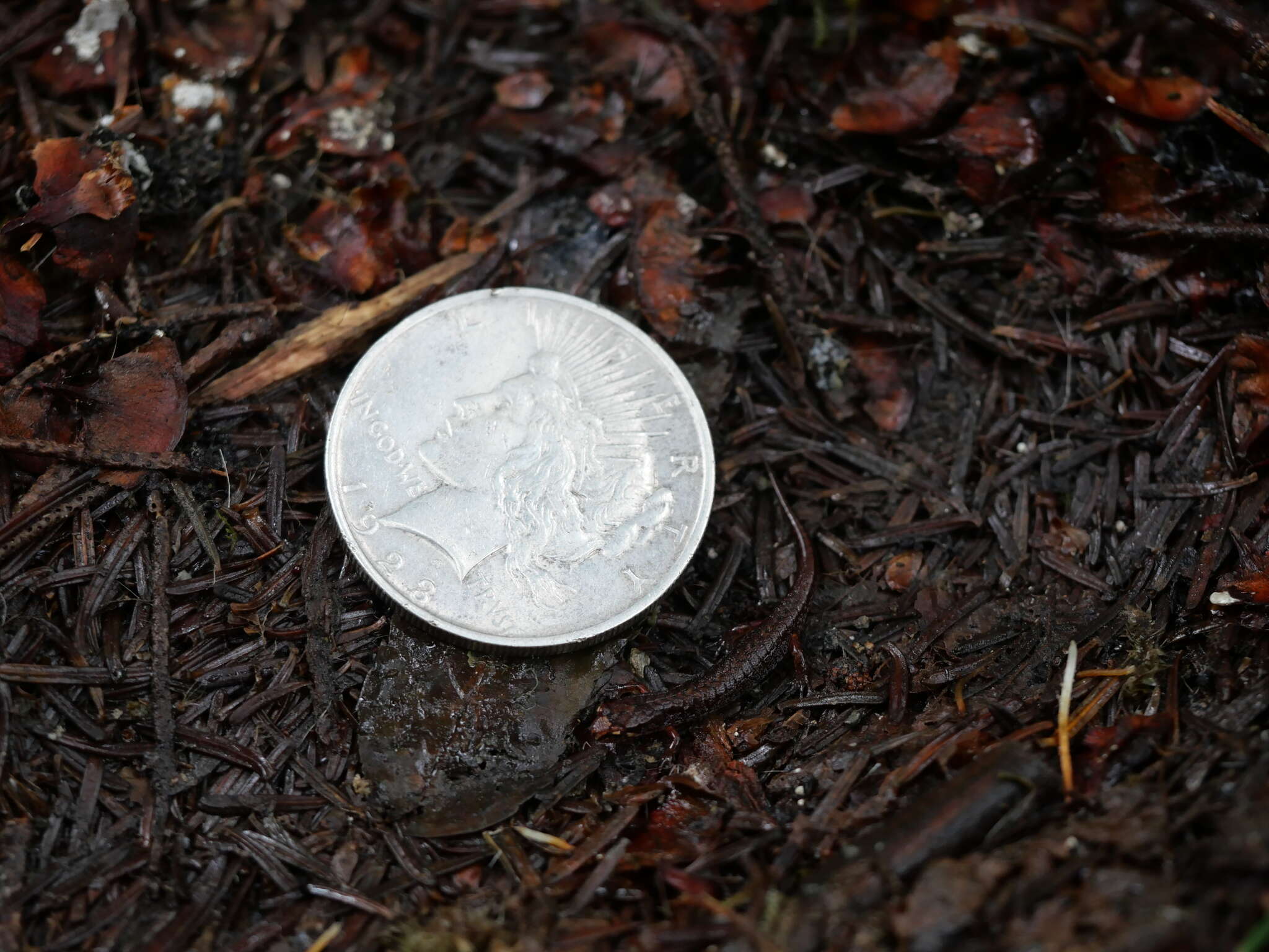 Image of Pygmy Salamander