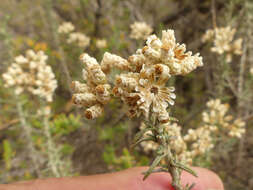 Image de Helichrysum plebeium DC.