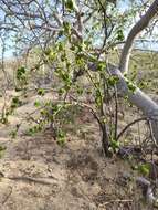 Image of Jatropha vernicosa Brandegee