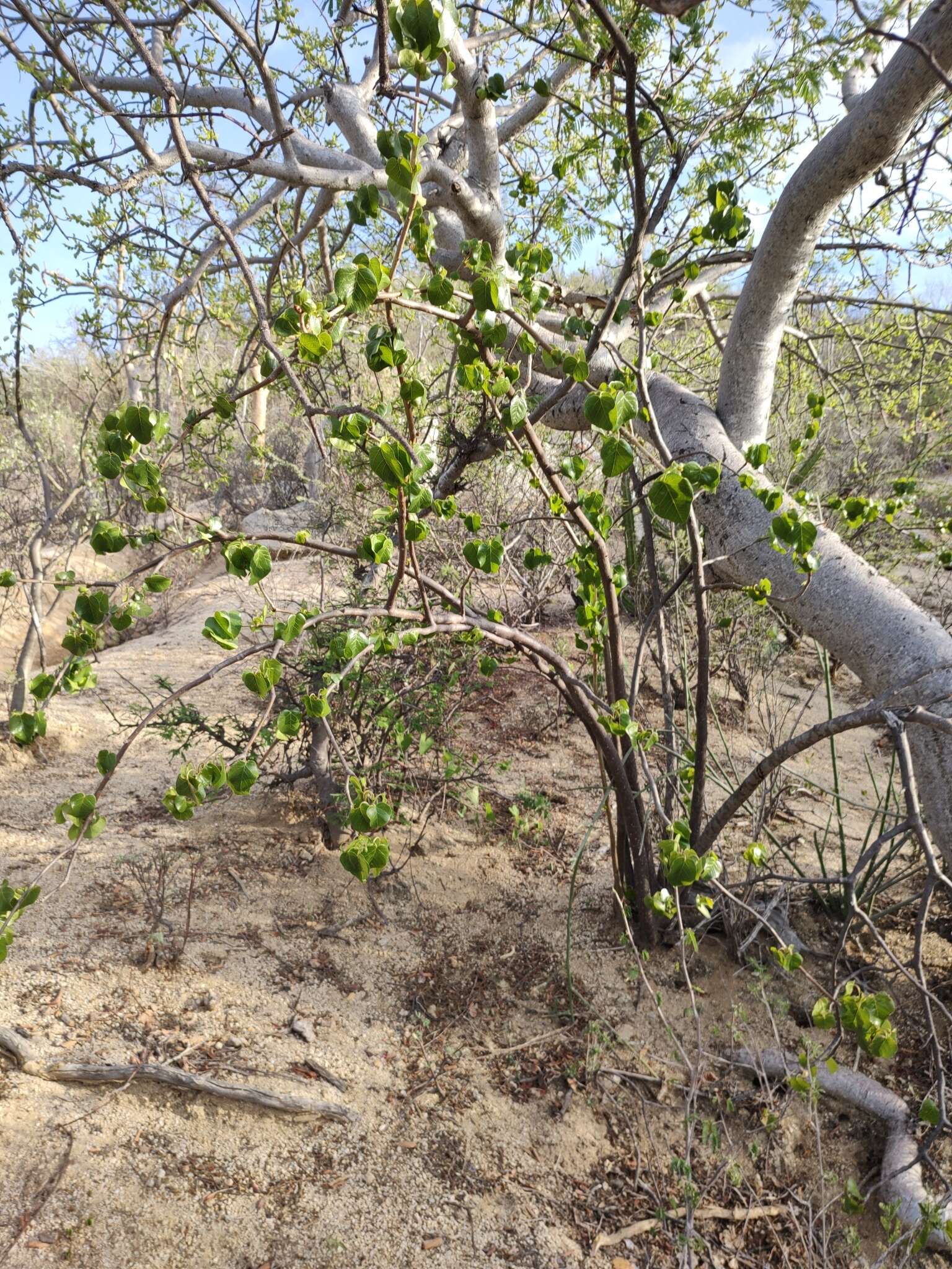 Image of Jatropha vernicosa Brandegee