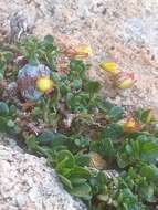 Image of Helianthemum thymiphyllum Svent.