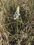 Image de Platanthera nivea (Nutt.) Luer