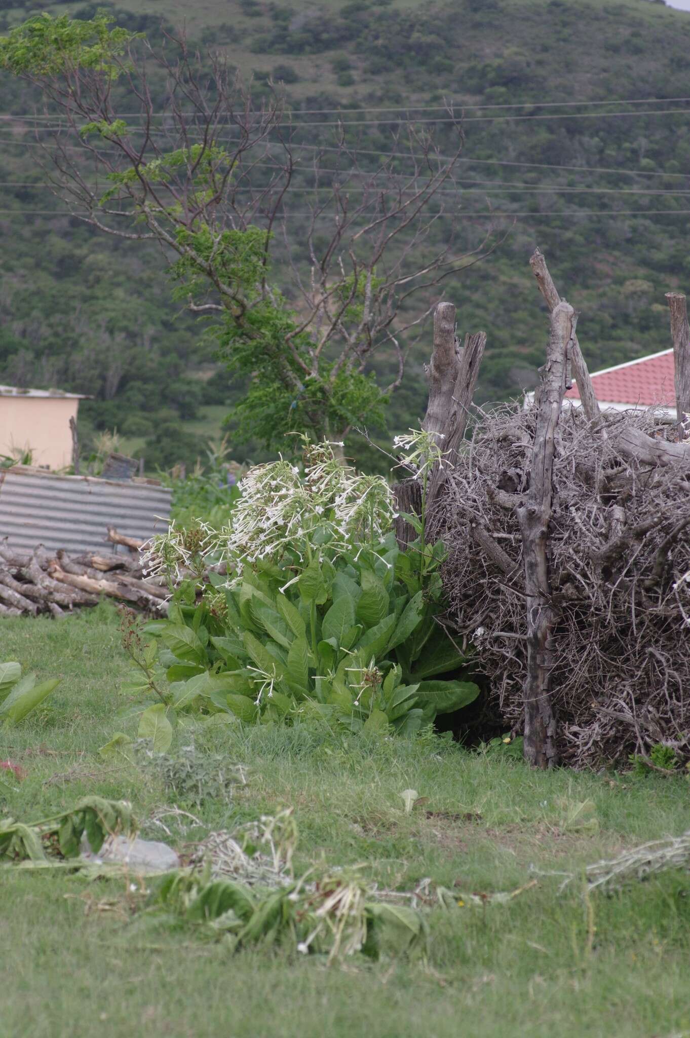 Image of South American tobacco