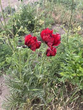 Image of Oriental poppy