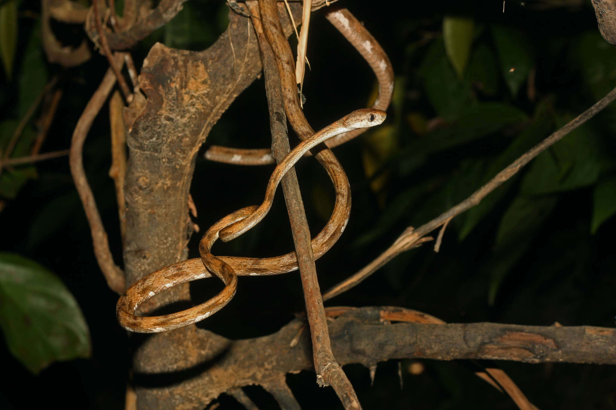 Image of Leyte Cat Snake