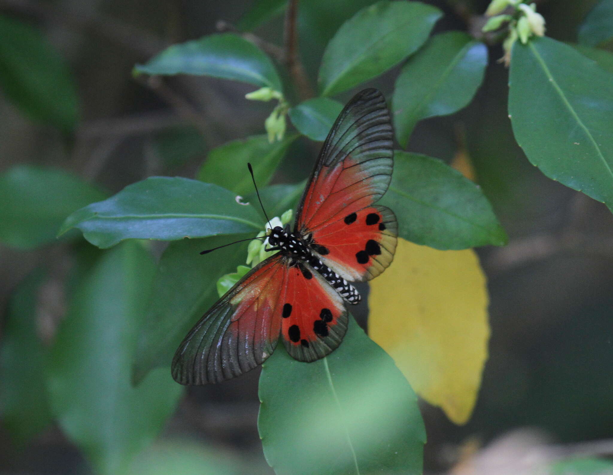 Image of Acraea damii Snellen van Vollenhoven 1869