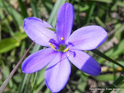 Image of Aristea abyssinica Pax