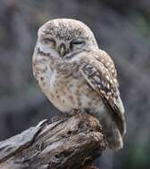 Image of Spotted Owlet