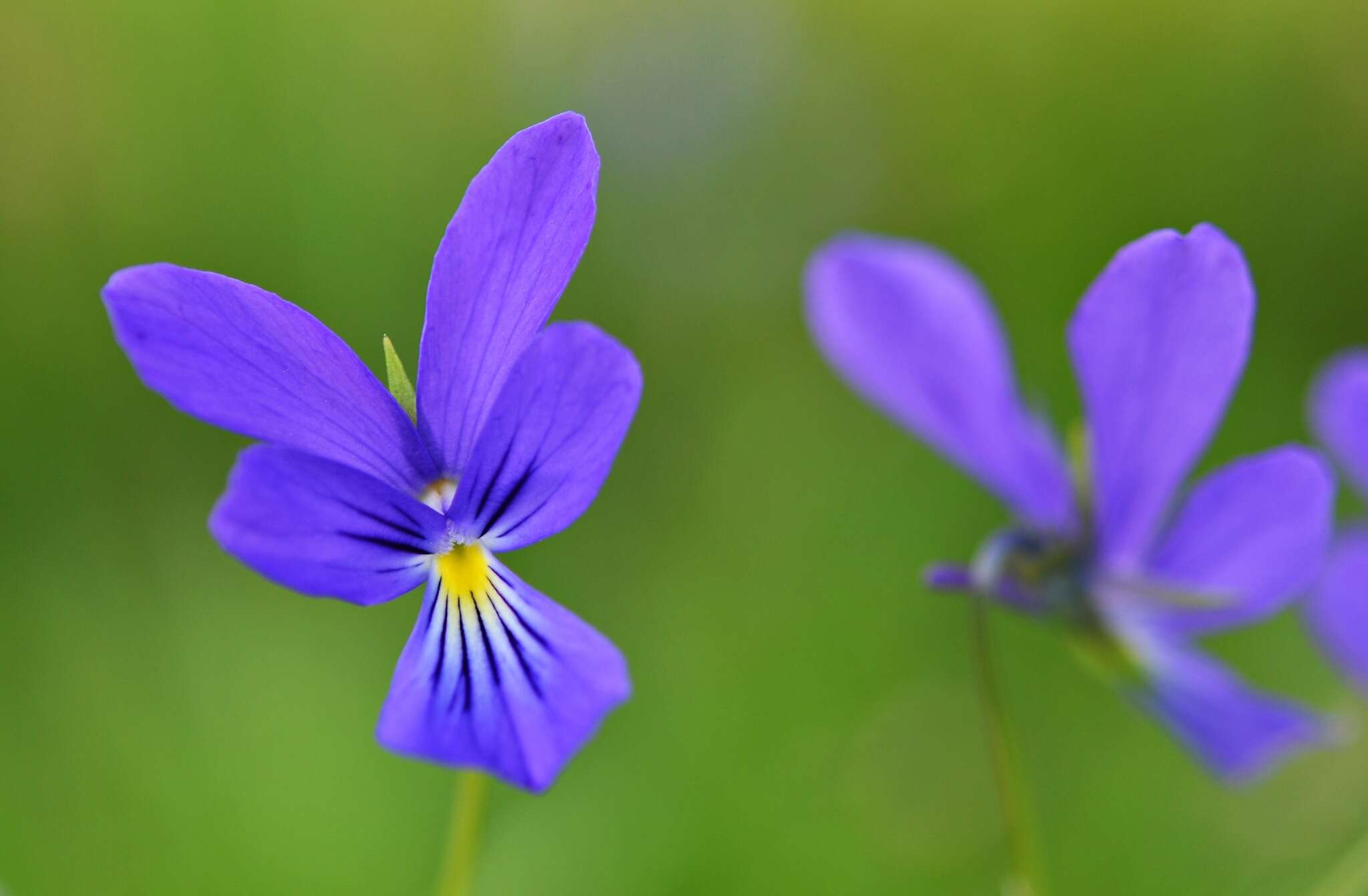 Image of <i>Viola lutea</i> var. <i>westfalica</i> A. A. H. Schulz