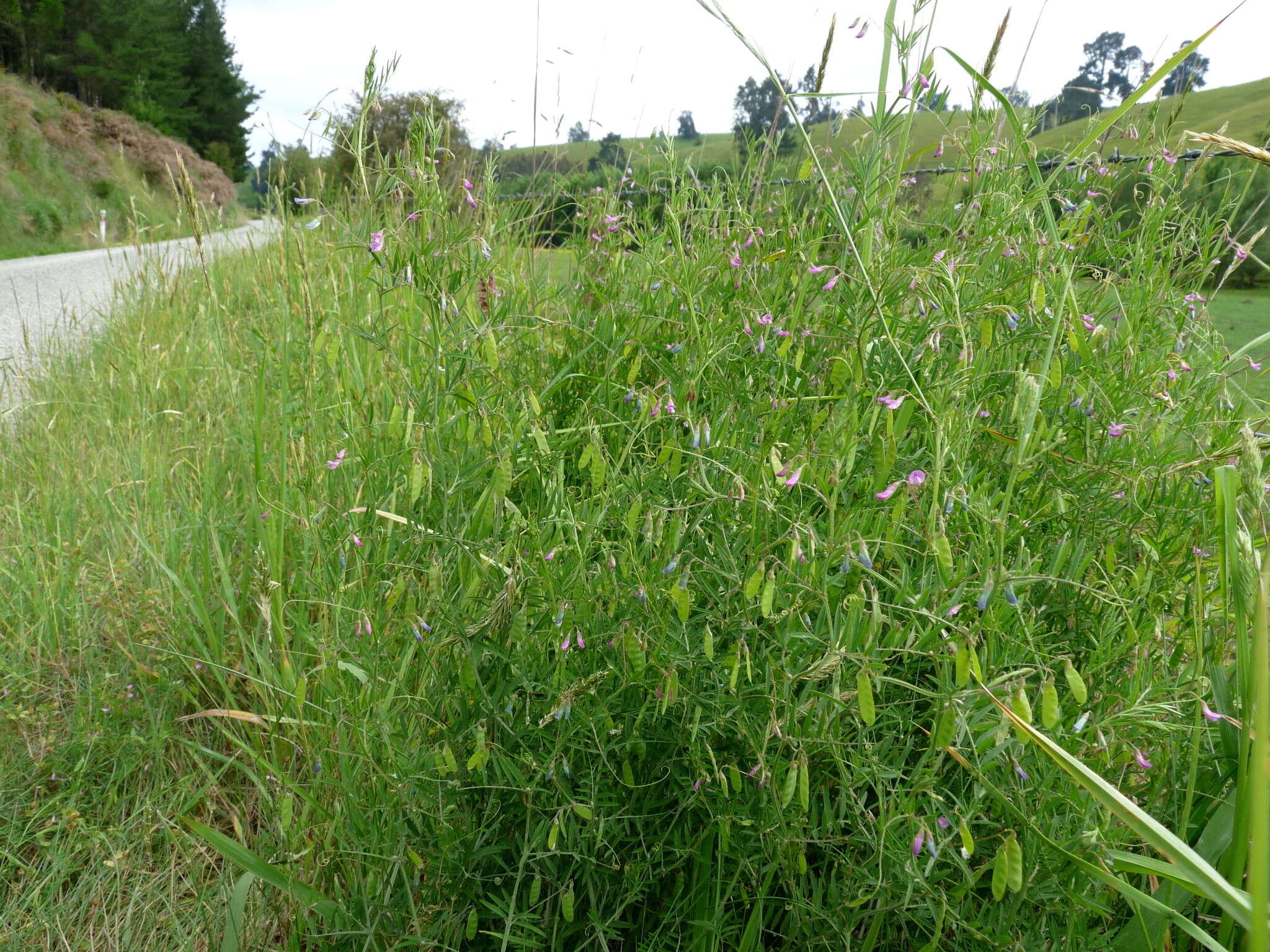 Image of Vicia tetrasperma var. tetrasperma