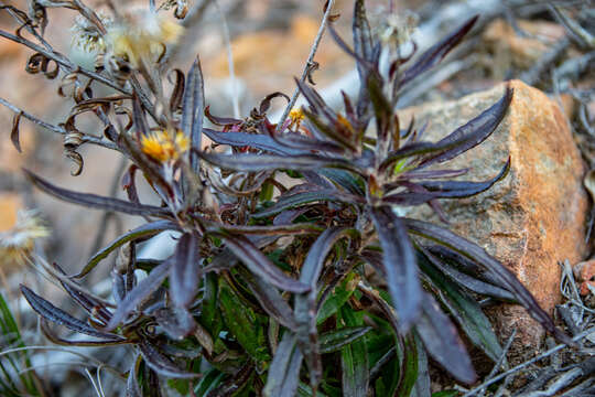 Image of Coronidium oxylepis subsp. lanatum Paul G. Wilson