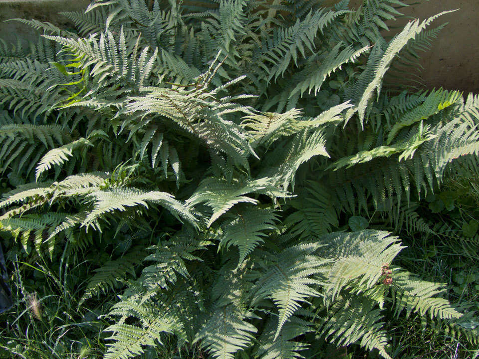 Sivun Dryopteris filix-mas subsp. brittonii Fraser-Jenk. & Widén kuva