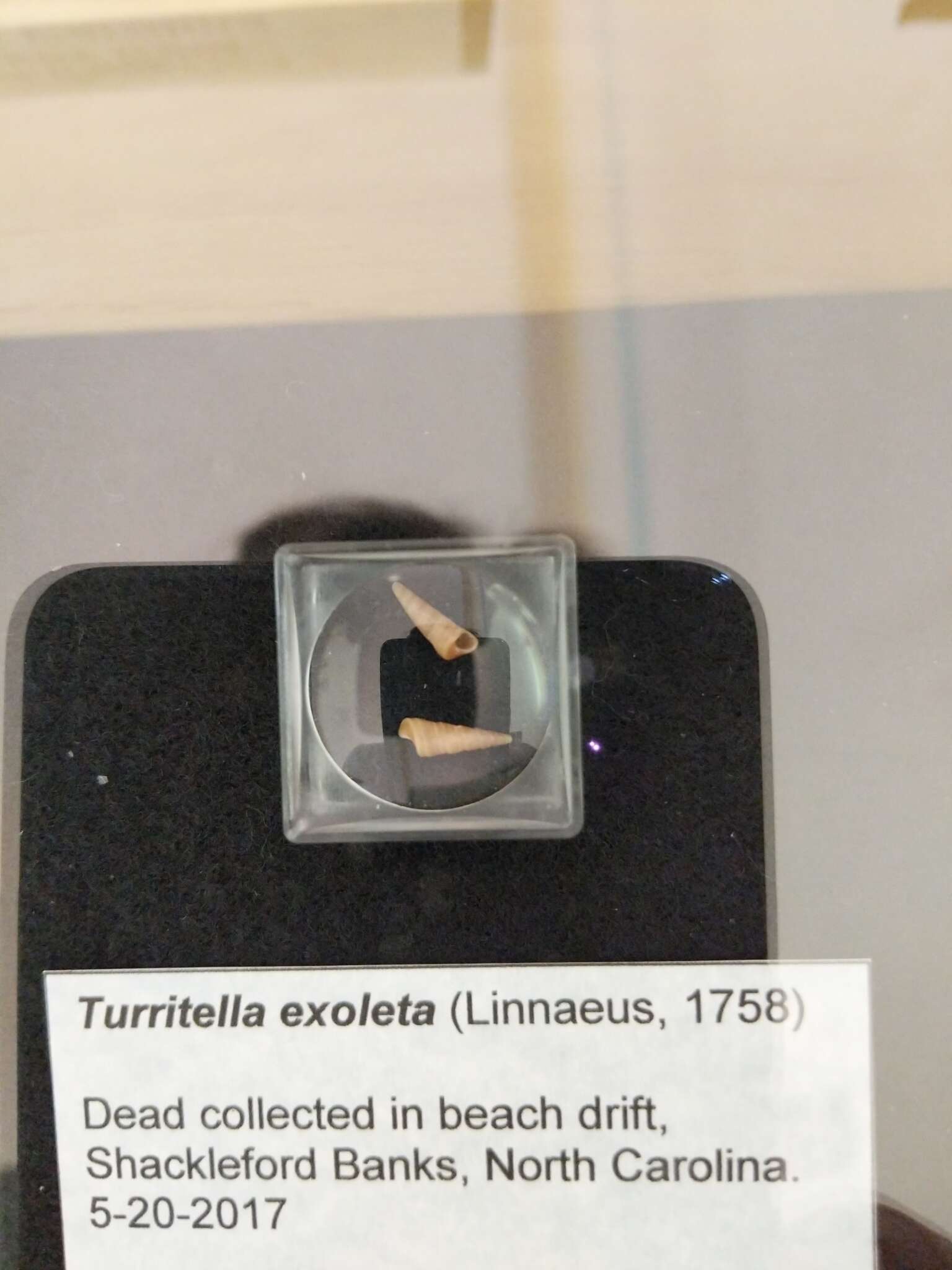 Image of Turritella exoleta (Linnaeus 1758)