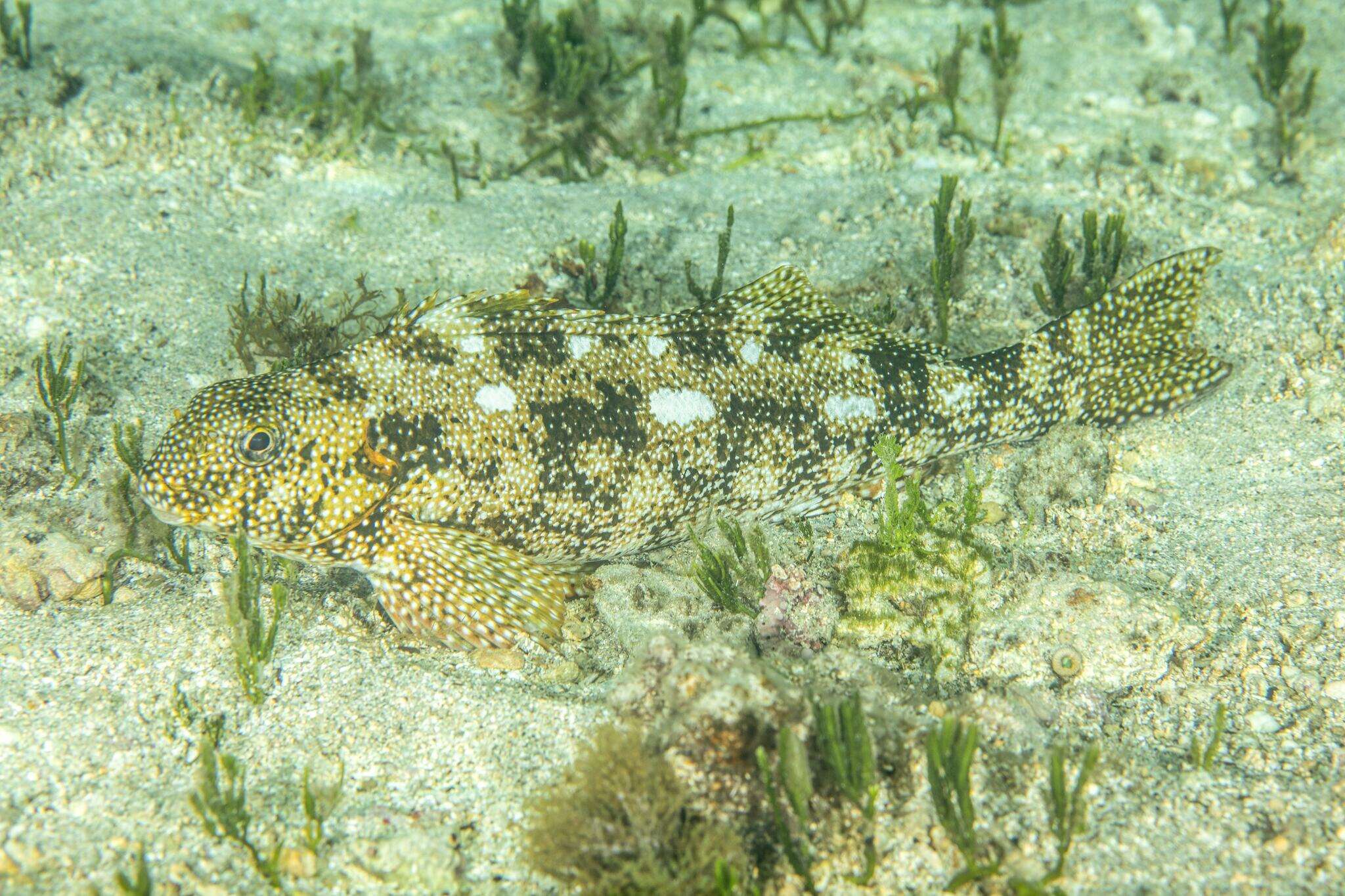 Image of Notchheaded marblefish