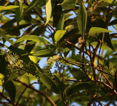 Image de Syzygium salicifolium (Wight) J. Grah.