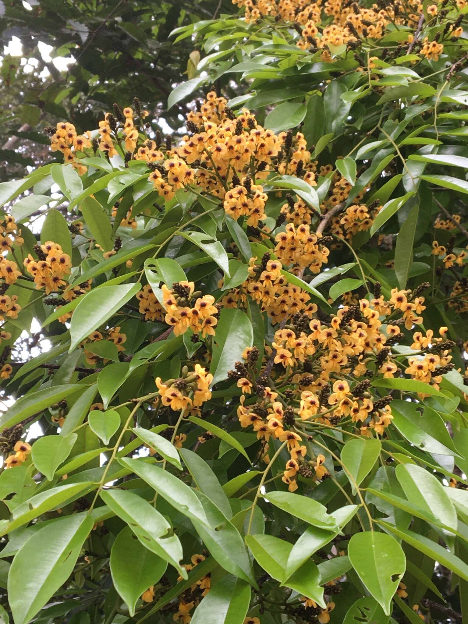 Image of Pterocarpus violaceus Vogel