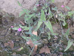 Image of lilac tasselflower