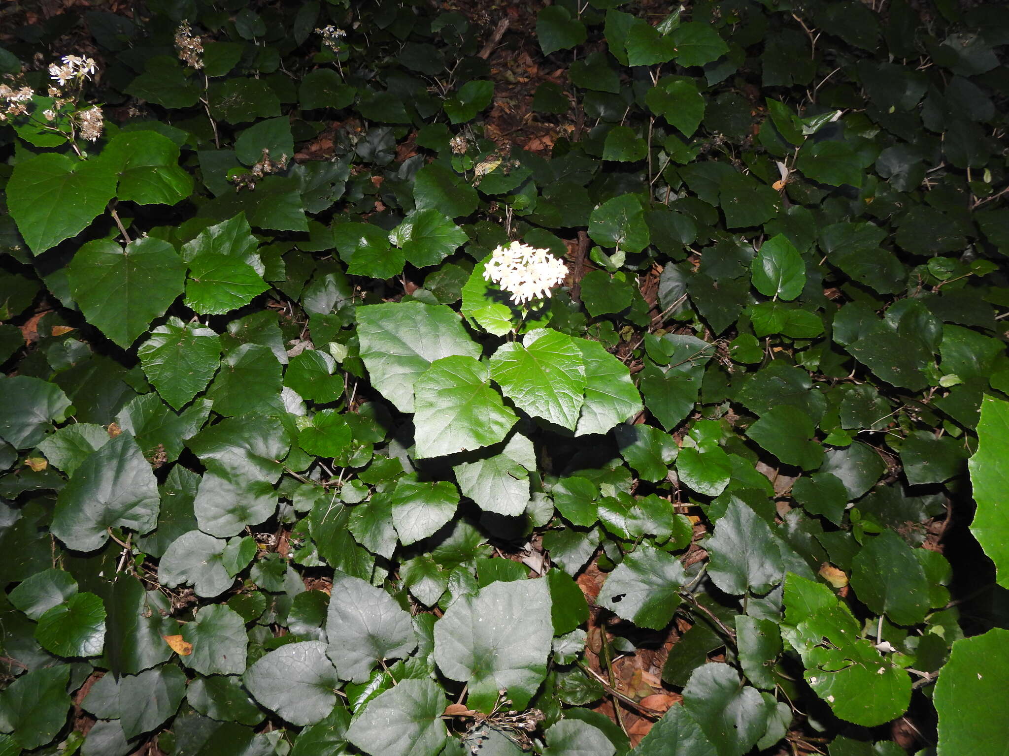 Image de Pericallis appendiculata (L. fil.) B. Nord.