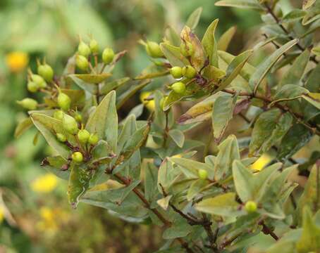 Image of Hypericum foliosum Dryand. ex Ait.