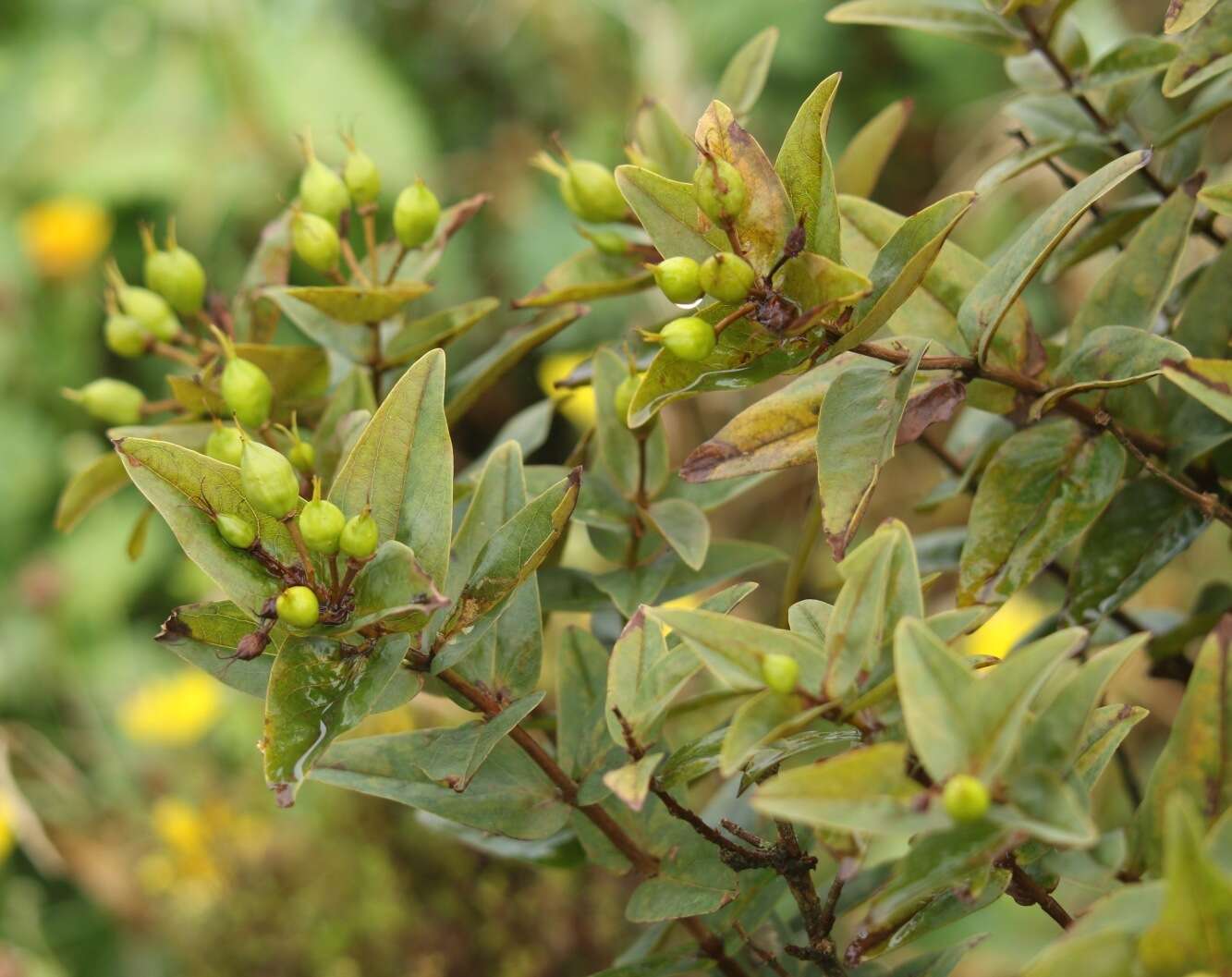 Image of Hypericum foliosum Dryand. ex Ait.