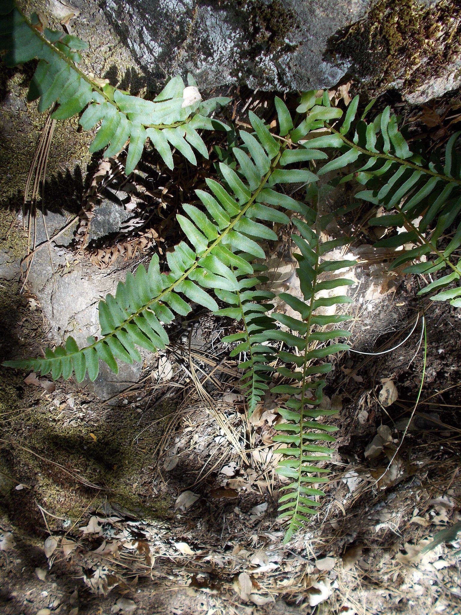 Image of narrowleaf swordfern