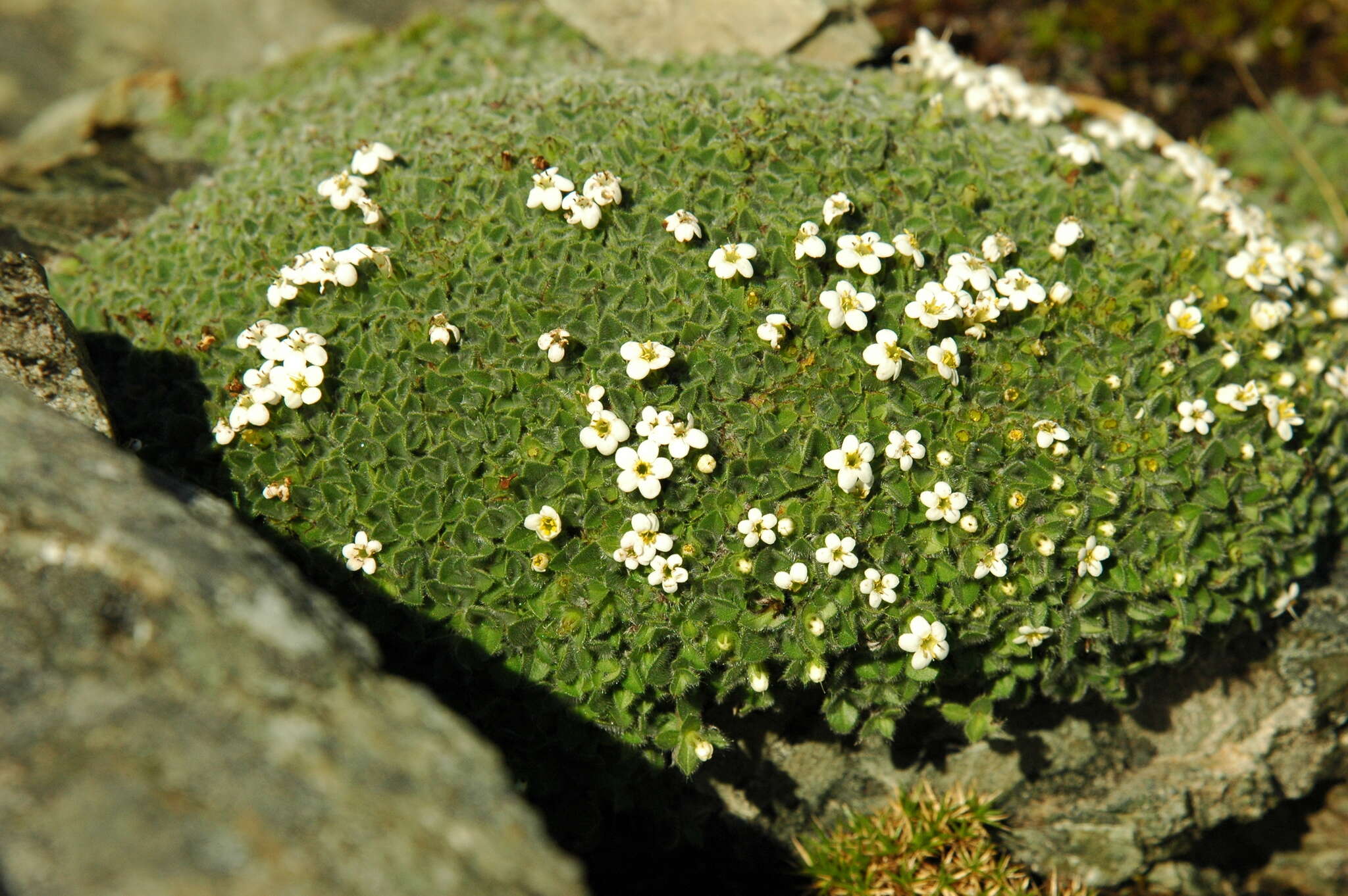 Image of Myosotis retrorsa Meudt, Prebble & Hindm.-Walls