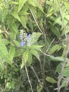 Image of Salvia connivens Epling