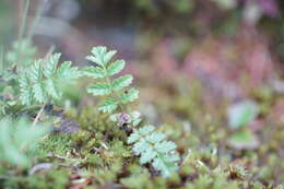 Sorbaria pallasii (G. Don) Pojark.的圖片