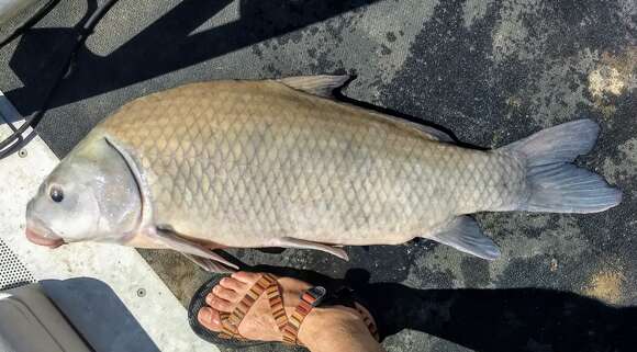 Image of Smallmouth Buffalo