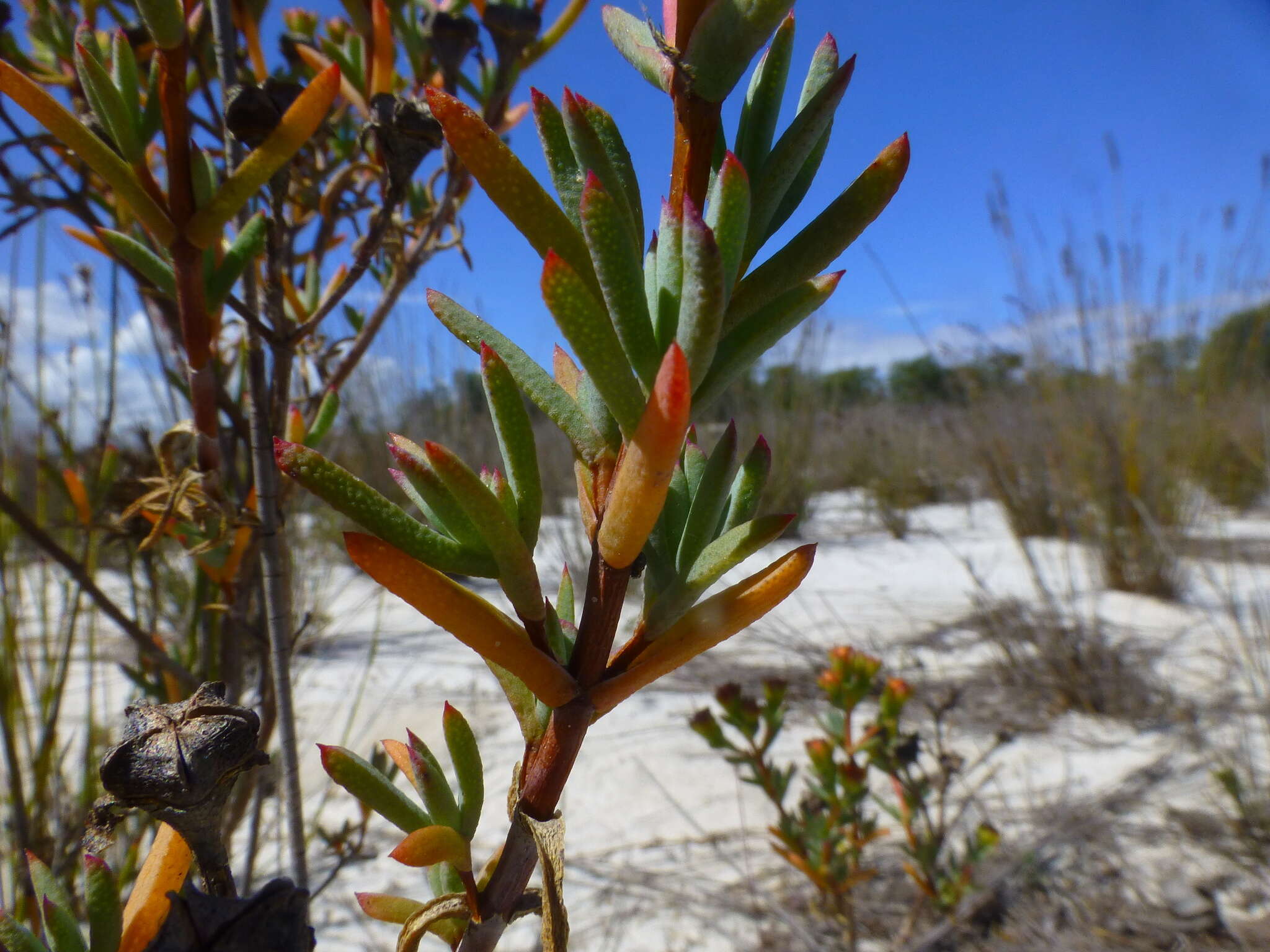 صورة Lampranthus densifolius (L. Bol.) L. Bol.