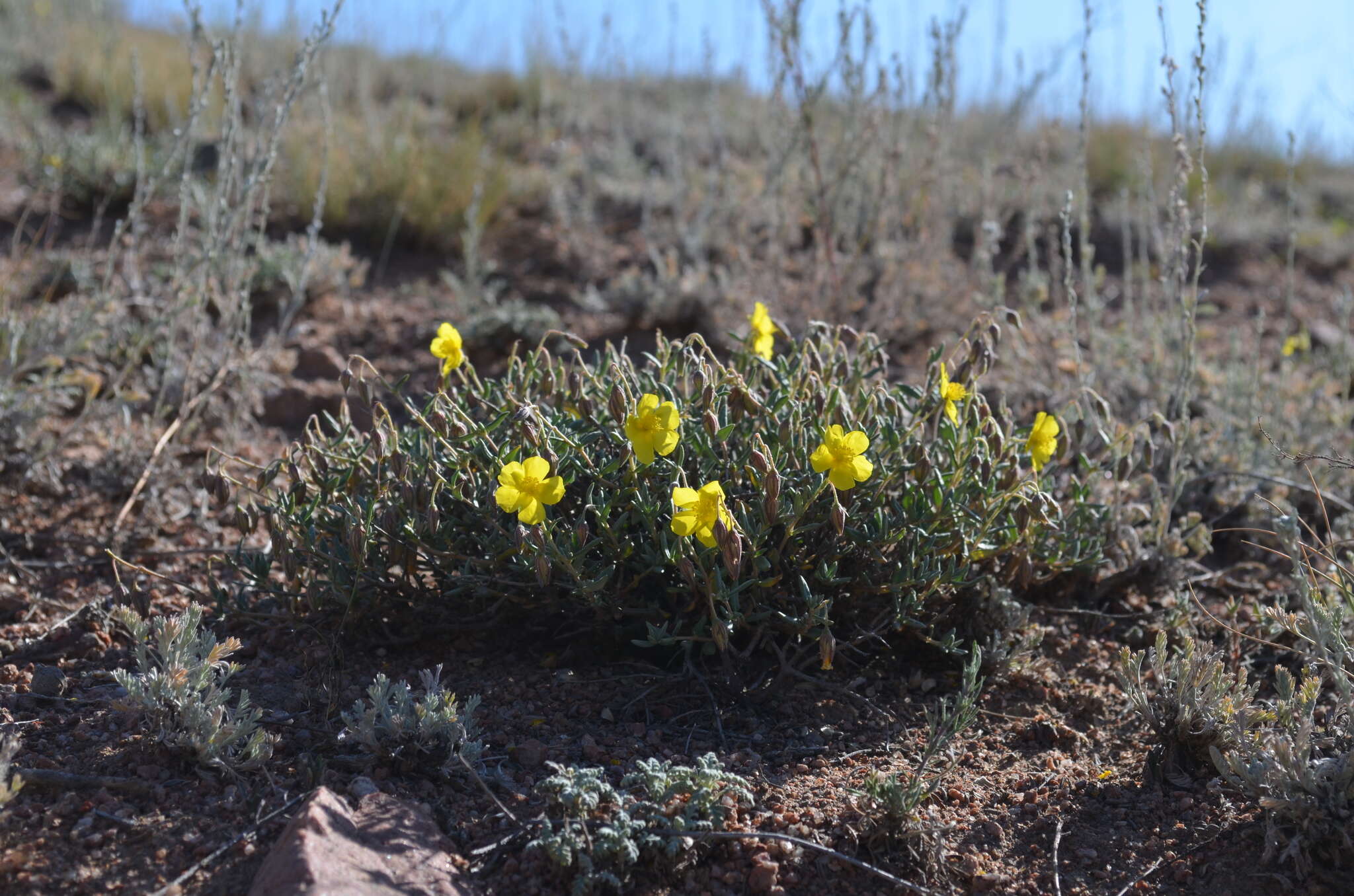 Image of Helianthemum songaricum Schrenk