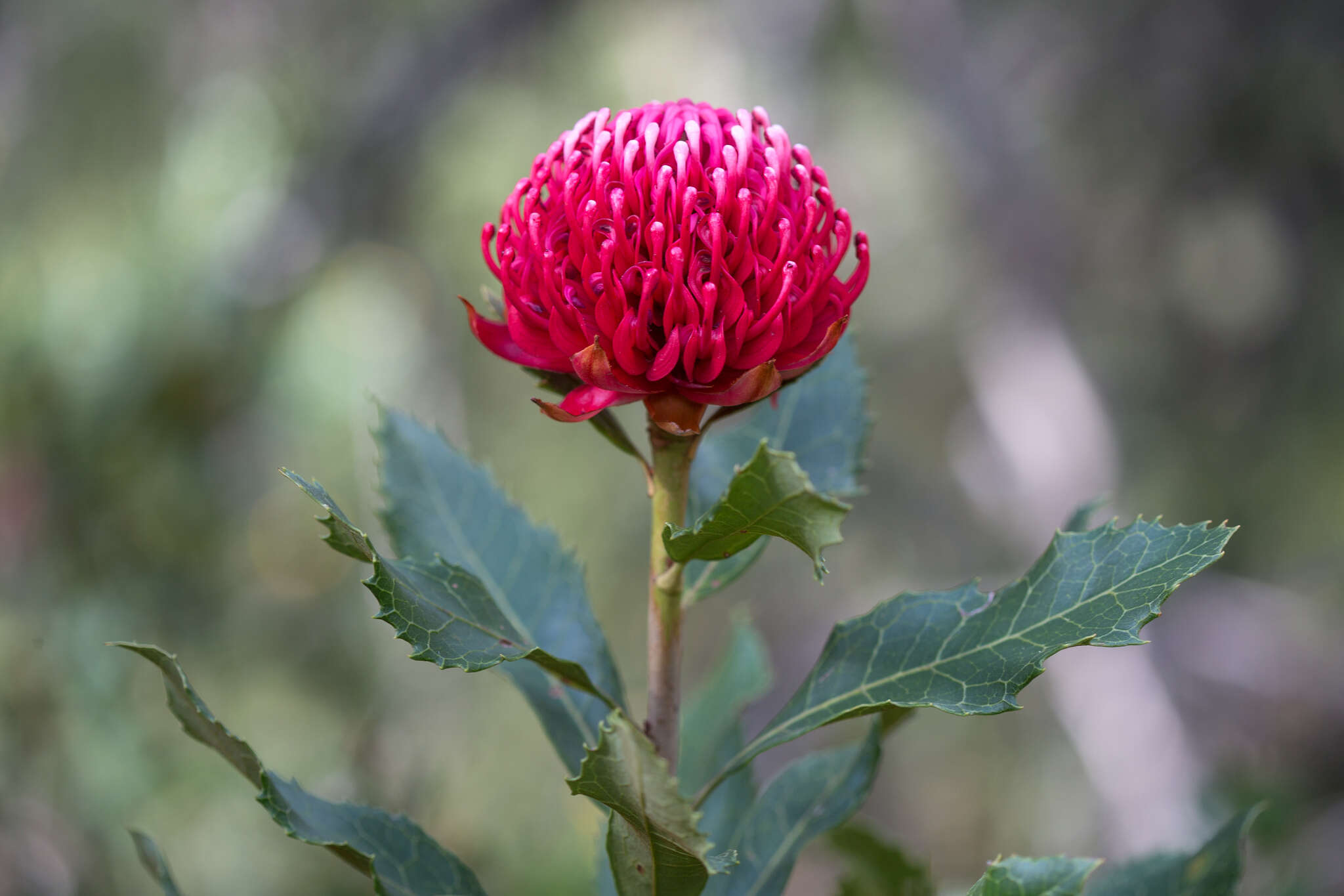 Image of Telopea aspera M. D. Crisp & P. H. Weston