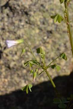 Plancia ëd Oxalis rubricallosa Oberl., Dreyer & Roets