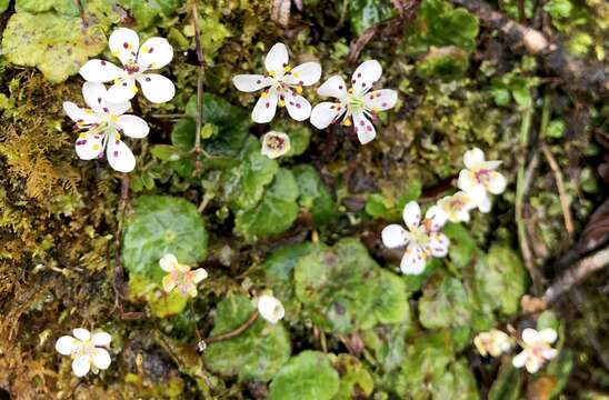 Image of Asteropyrum peltatum (Franch.) J. R. Drumm. & Hutch.