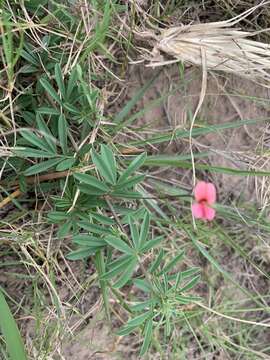 Image of Indigofera microcarpa Desv.