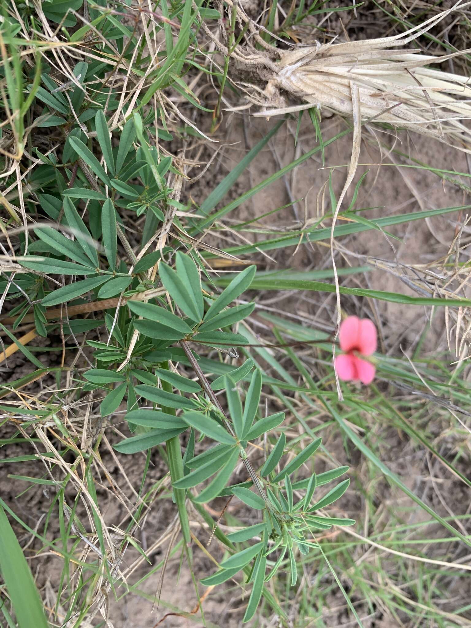 Слика од Indigofera microcarpa Desv.