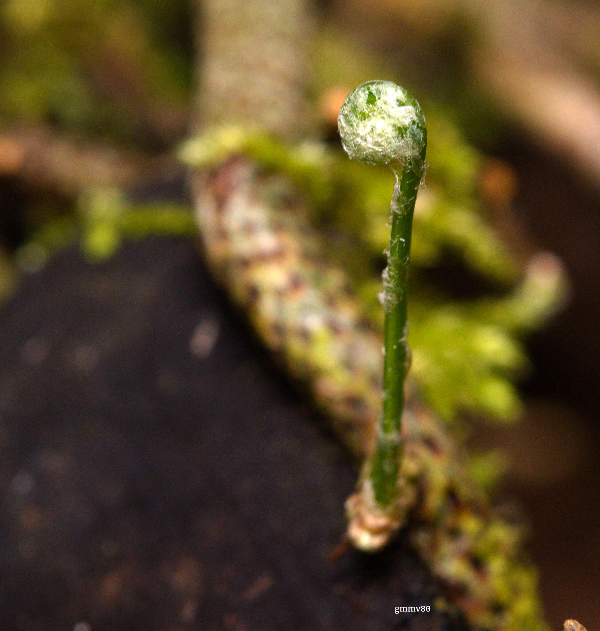 Image of Microgramma squamulosa (Kaulf.) Sota