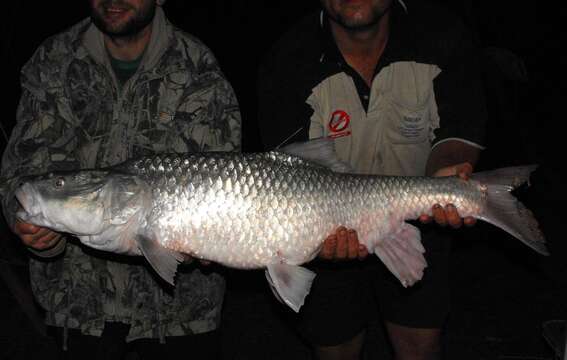 Image of Largemouth yellowfish