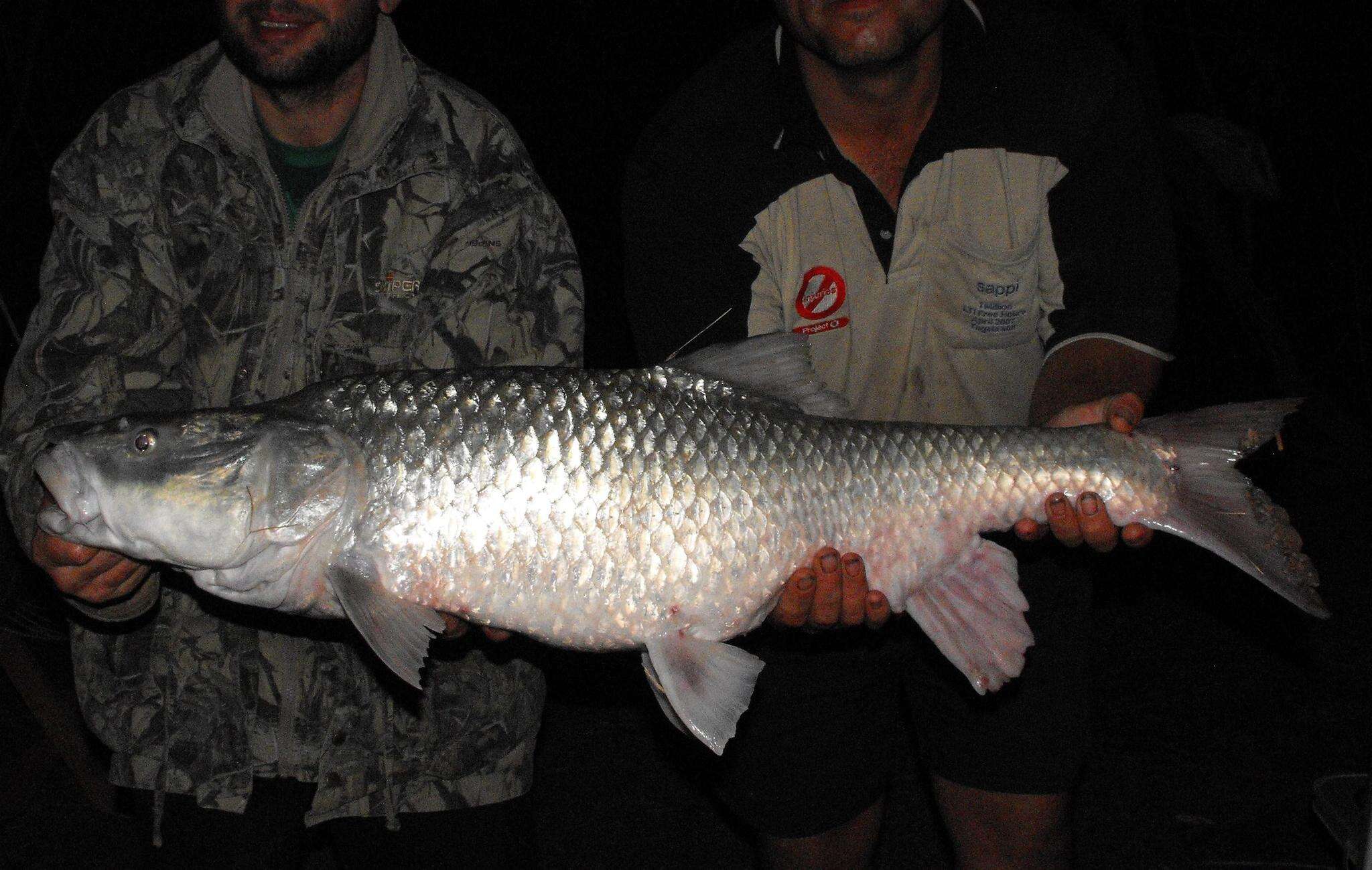 Image de Labeobarbus kimberleyensis (Gilchrist & Thompson 1913)