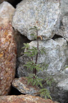 Imagem de Cardamine bipinnata (C. A. Mey.) O. E. Schulz