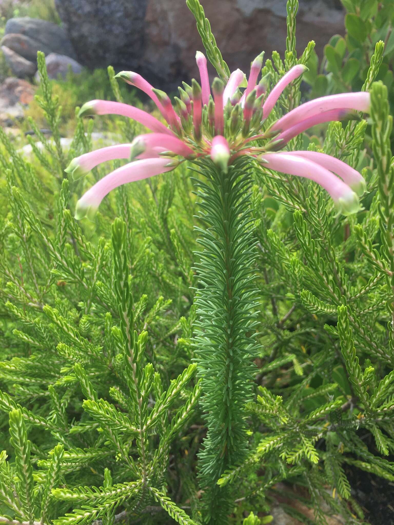 Plancia ëd Erica fascicularis L. fil.