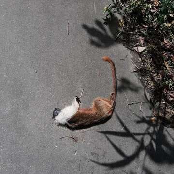 Image of Brazilian Bare-faced Tamarin