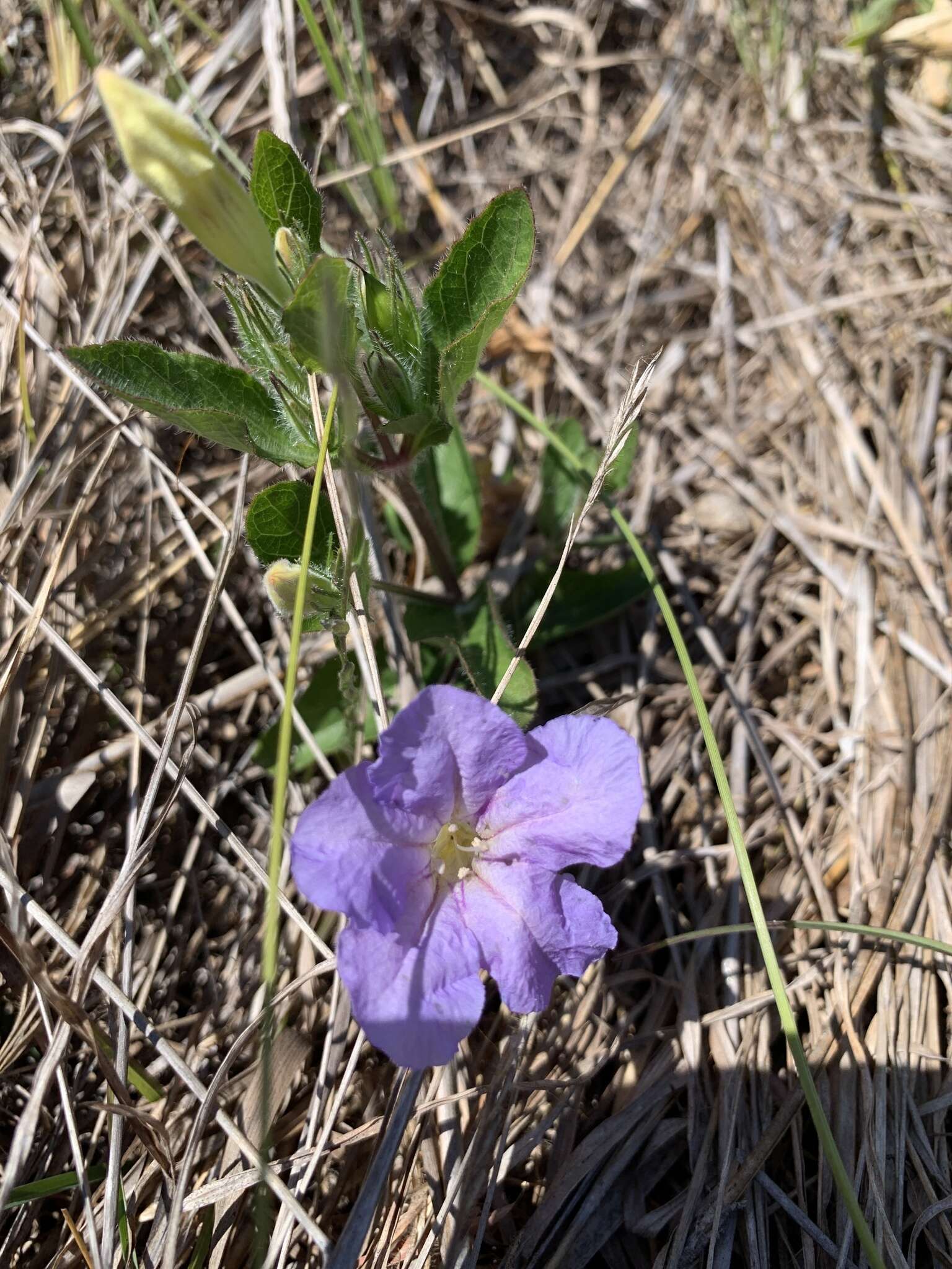 Image of Ruellia caroliniensis var. heteromorpha (Fern.) R. W. Long